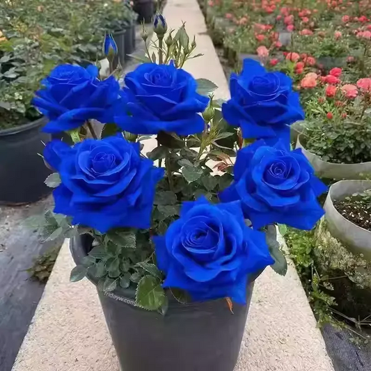 Blue Enchantress Rose